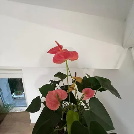 Apartment Mt70